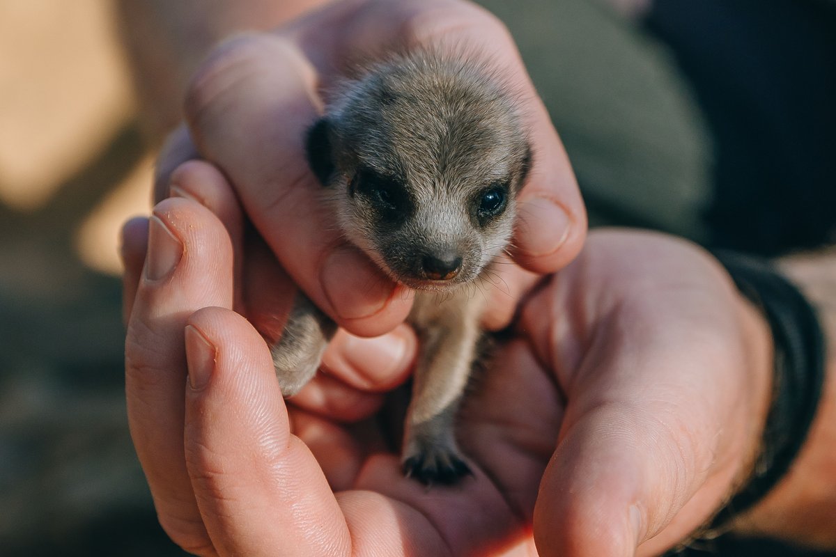 aucklandzoo's tweet photo. Update: the meerkat pups have had their first health check! At 12 days old, it’s the first time the pups have been given a health check by our veterinary team. We’re pleased to report that at this stage, each of the four pups appears healthy and strong. https://t.co/NG8fub0BiS