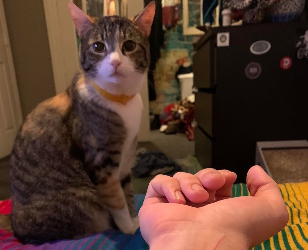 cat kinda looks like p4a fuuka