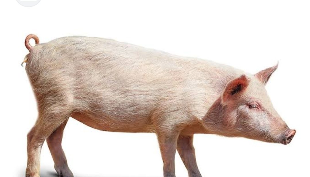 The pig, also called swine or hog, is an omnivorous, domesticated, even-toed, hoofed mammal. It is named the domestic pig when distinguishing it from other members of the genus Sus. Some authorities consider it a subspecies of Sus scrofa; other authorities consider it a distinct