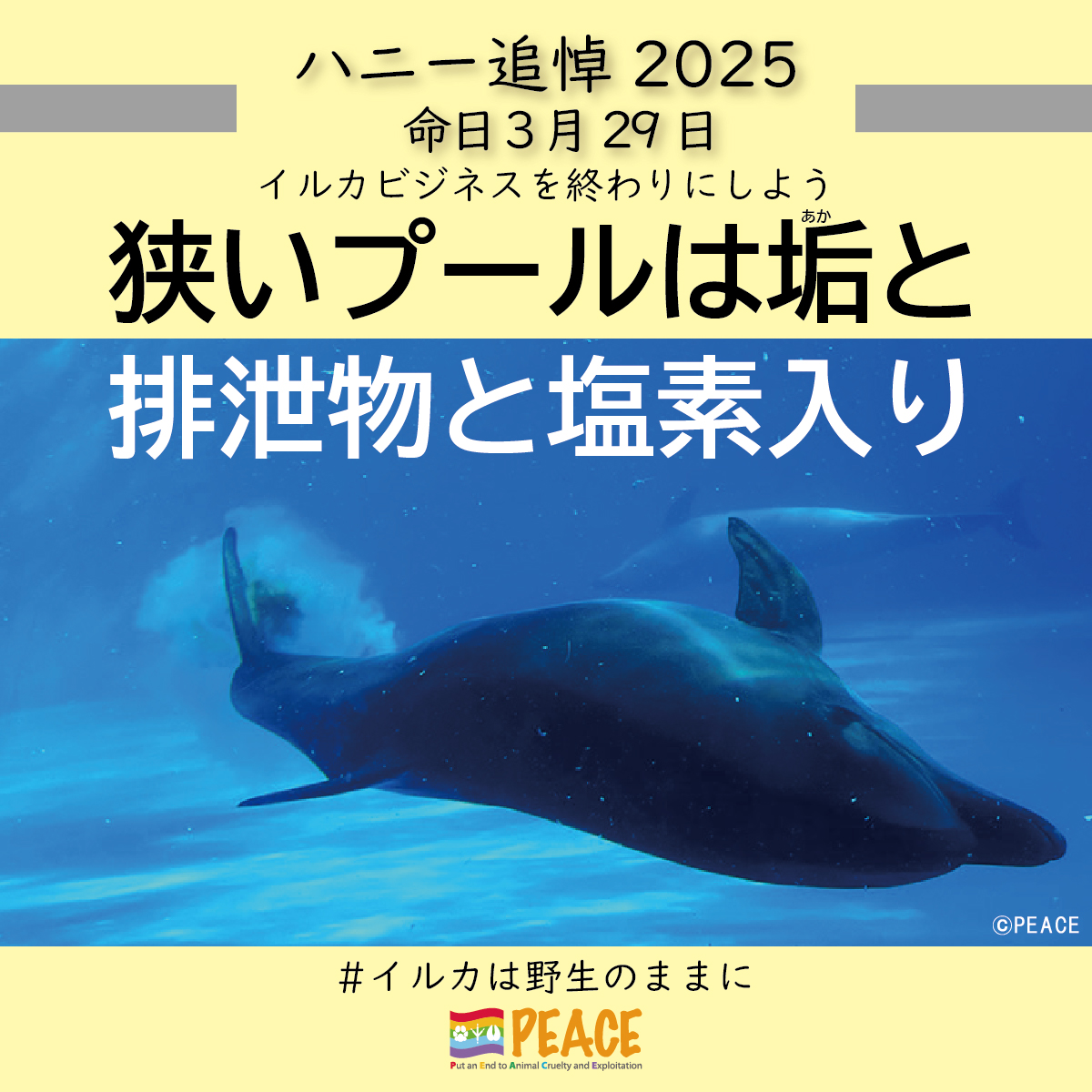 animalsPEACEnet's tweet photo. 水族館のイルカはプールの中で排泄し、排泄物は水に溶けます。イルカの皮膚は２時間ごとにはがれ落ちます。水中に漂っている白い浮遊物はイルカの垢（あか）です。ストレスによる吐き戻しの吐しゃ物の場合もあります。プールには殺菌のための塩素が入れられています。
イルカショーやシャチショーではプールの水を観客に浴びせるサービスが人気です。その水は排泄物と垢と塩素入りの水です。人工のプールには、海のような自然の浄化作用はありません。

#イルカのハニーを忘れない #イルカは野生のままに #イルカショーに行かないで #イルカ追い込み猟廃止 #イルカビジネスを終わりにしよう #サンクチュアリに解放しよう