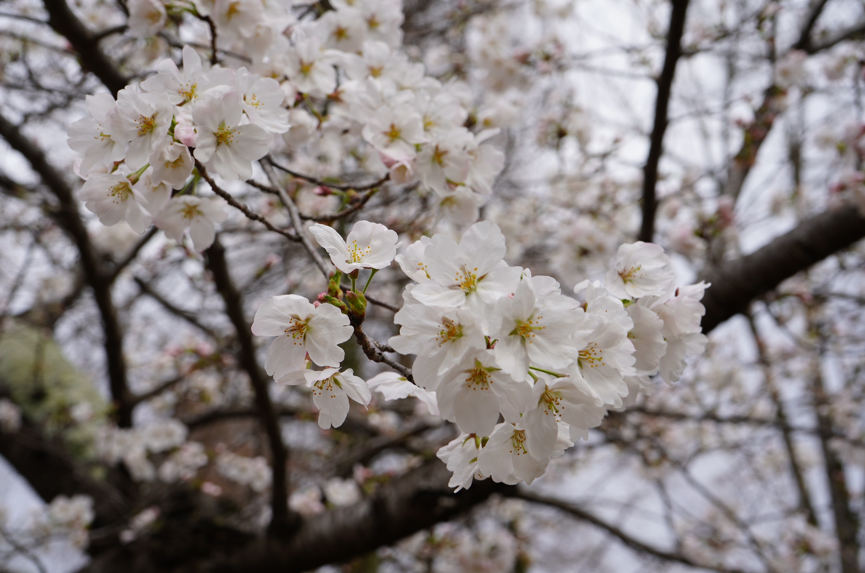 桜 d｜カゼグルマ 桜 1個入 | KONCENT Web shop｜アッシュ