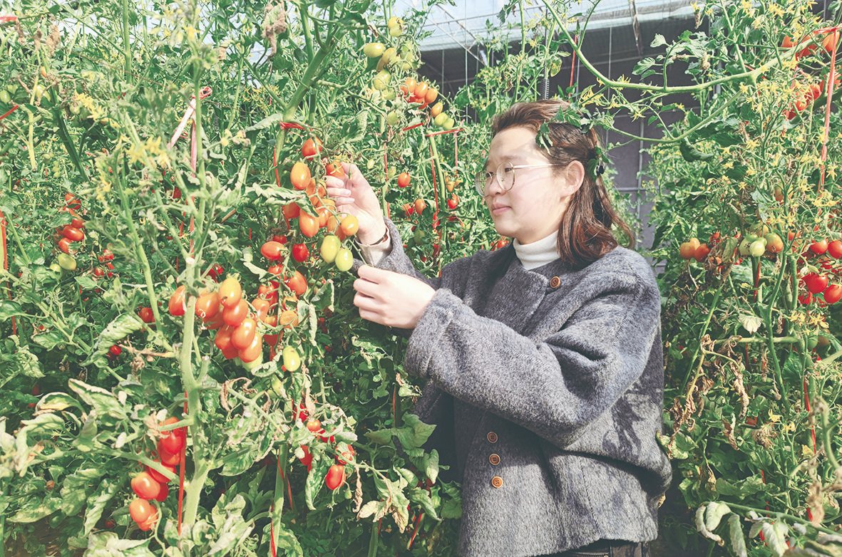SuzhouVisi68775's tweet photo. Sweet, juicy, and ready to pick!🍅✨The greenhouse in Sixian, Suzhou is bursting with plump cherry tomatoes, bringing a harvest of happiness.🚜🌿#VisitSuzhou #MarvelousSuzhou #心灵归宿 #hianhui #Anhui #AnhuiTravel #China #ChinaTravel #SpringinAnhui https://t.co/p6lBqHTBzG