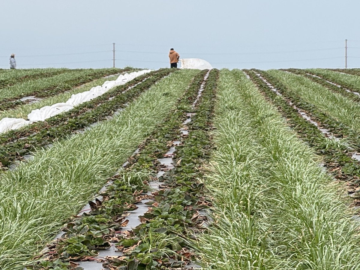 We briefly took our covers off so we could kill the k31 grass in the row middles