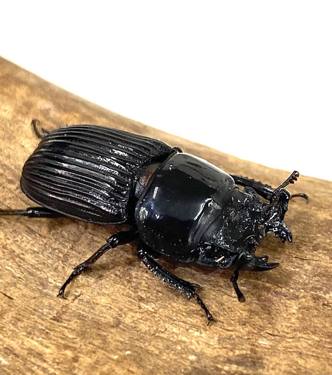 LUMBERJACK（ランバージャック） on X