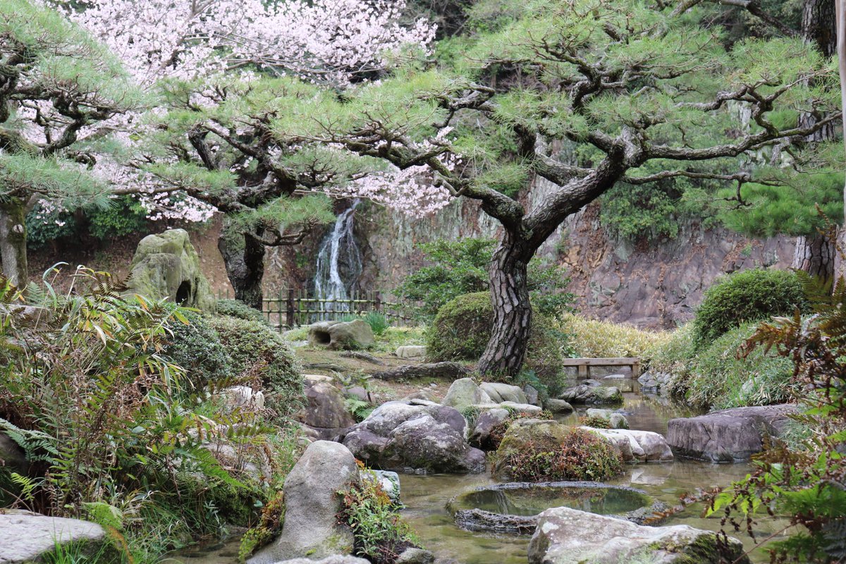 ritsuringarden's tweet photo. 本日から、
「春のライトアップ」開催です！
園内のサクラが次々と咲き始めました。
薄いピンク色が、園内を明るくします。
昼間の庭園、夜の庭園とゆっくりお過ごしください。 https://t.co/DkzO2NpZtJ