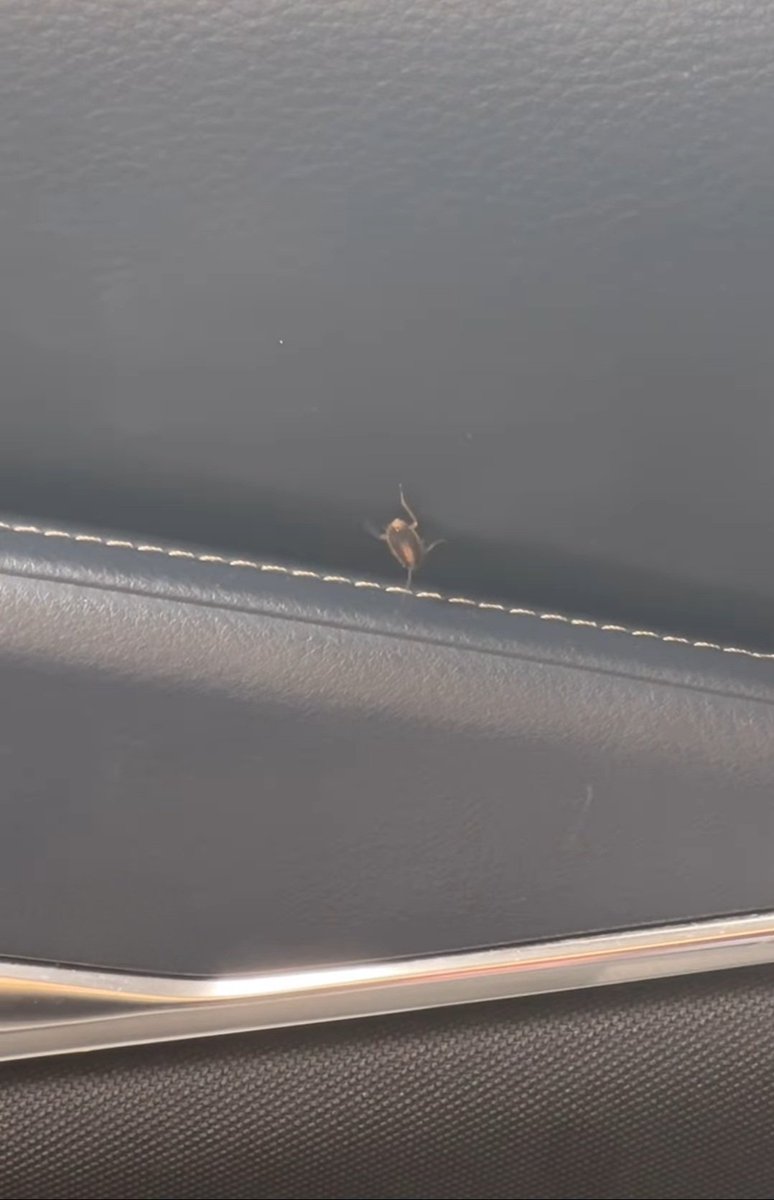 בעלי: מאמי אולי היום תסעי באוטו שלי לא נסענו עליו כמה חודשים
מצב הרכב🤮
בת חמש: אמא את רוצה שאני יהרוג אותו😂😂