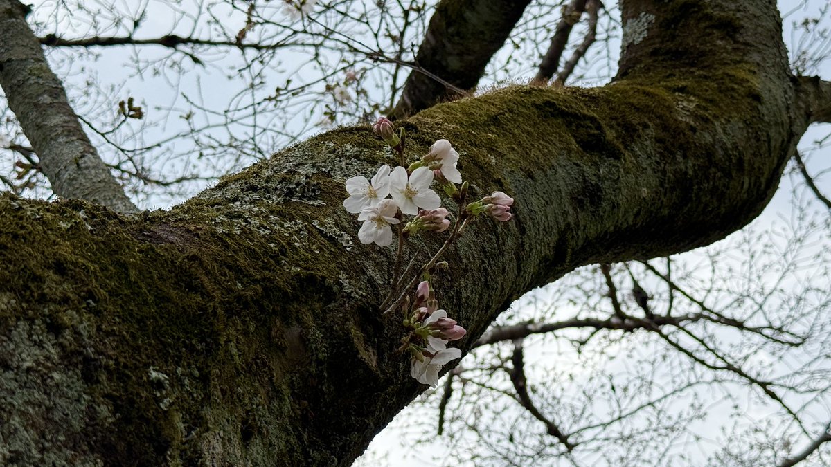 kenbo_camp's tweet image. 今日は埼玉県でソロキャンプ。
満開の桜を期待したのですが、まだ咲き始め！
先週の埼玉キャンプはウッドストーブを使用したのに今日は半袖Tシャツ1枚！
この気温差に体がついて行けない！
#ソロキャンプ #埼玉県 #comoriver