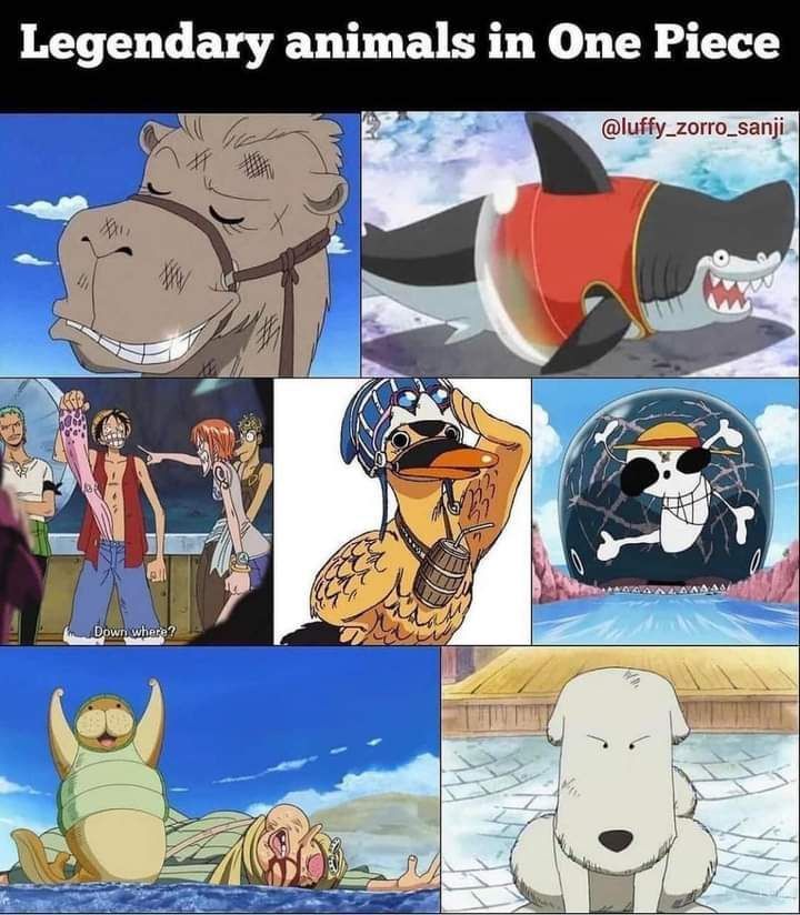 strawhats's tweet image. 