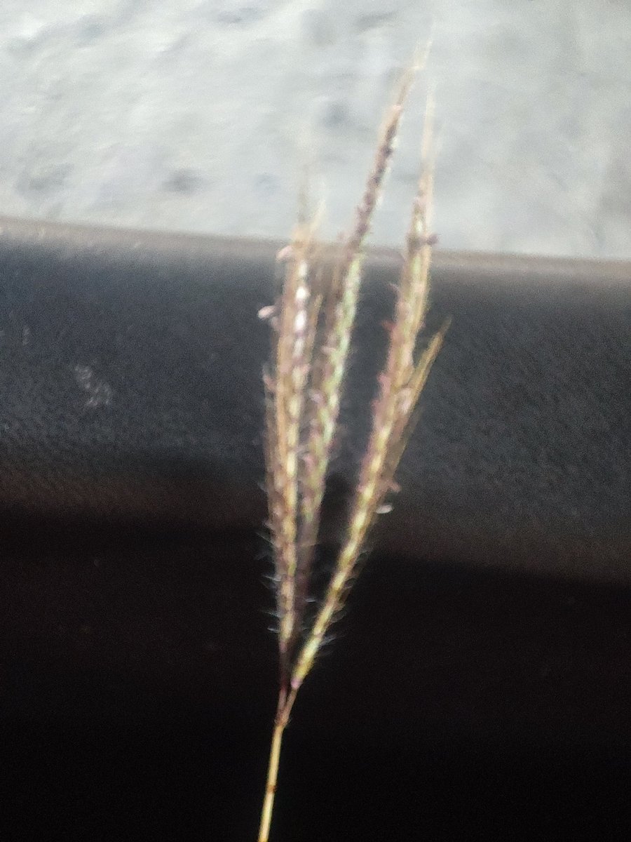 Tulsi Nivas Bisen tweet media
