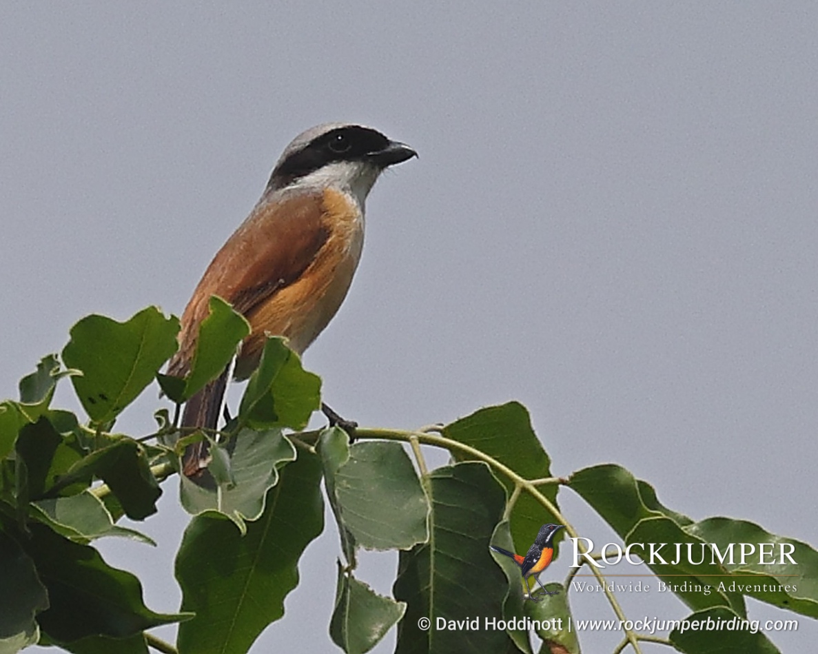 NEWS FROM THE FIELD! #RJNews - David Hoddinott in Cameroon!

We're having a great time here in Cameroon on a Tailor-made Rockjumper Tour racking up fantastic species like the mega rare Emin's Shrike.

rockjumperbirding.com/tours/destinat…