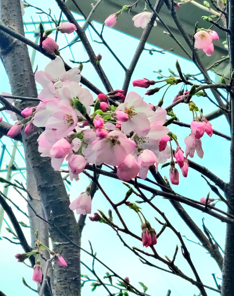 「庭の神代桜も咲いてたユスラウメも咲いてた#ヒグ庭 」|樋口橘@「シャンピニオンの魔女」マンガparkで連載中🍄7巻発売中🍄のイラスト