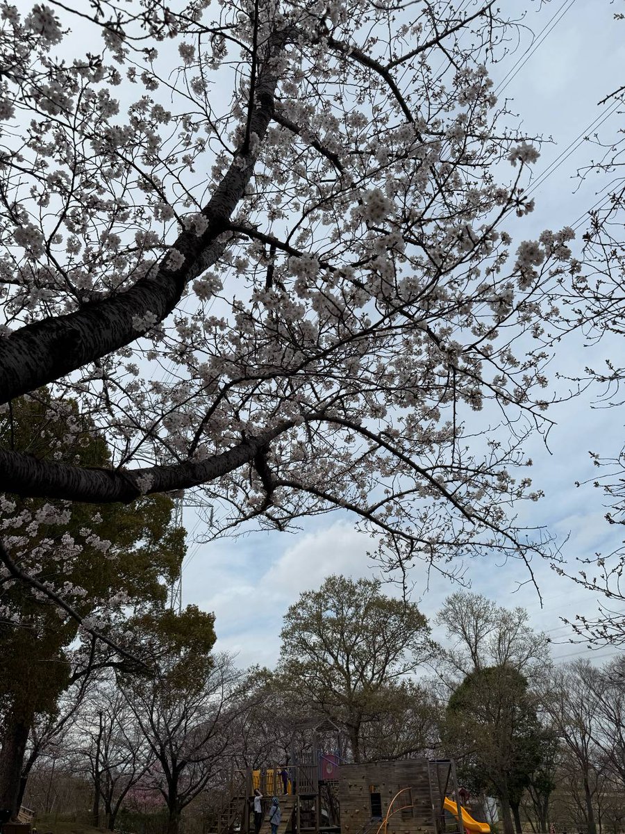 🌸柏市内の桜が咲き始めました🌸 暖かくなり、柏市内のお花見スポット