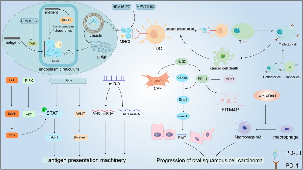 GenesNDiseases's tweet image. This review investigates the interplay between energy metabolism alterations &amp;amp; #ImmuneResponses in #HNSCC, highlights the key molecular players, and explores the therapeutic significance of #MetabolicReprogramming in HNSCC. @CentralSouth_U 

#OpenAccess: sciencedirect.com/science/articl…