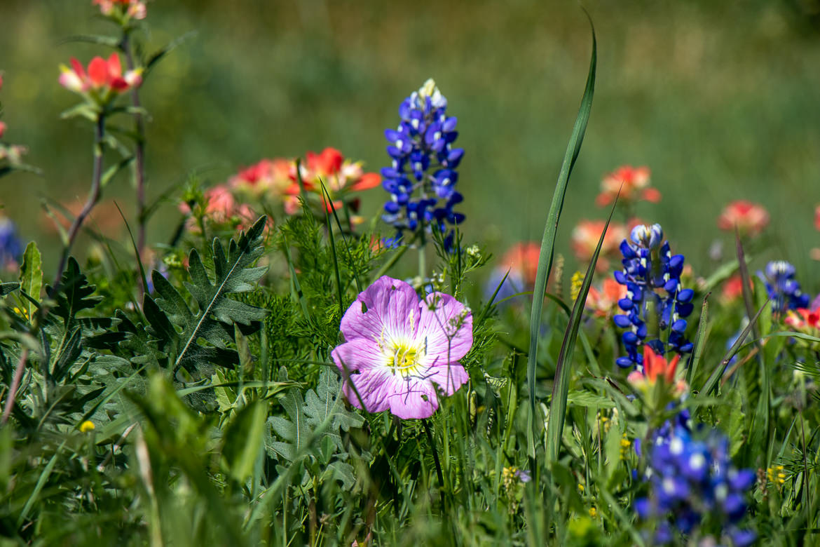 Who is up for a wildflower hunt? <a href="/TheWildImages/">The Wild Images</a> <a href="/TPWDparks/">Texas State Parks</a> <a href="/TexasHighways/">Texas Highways Magazine</a> <a href="/NatGeoTravel/">Nat Geo Travel</a> <a href="/SmithsonianMag/">Smithsonian Magazine</a> <a href="/jaybsauceda/">J.B. Sauceda</a> <a href="/TracesofTexas/">Traces of Texas</a> <a href="/MaryTilesTexas/">Mary Tiles Texas</a> <a href="/TejasBob/">Texas Bob</a> <a href="/RobertCanup1/">Robert Canup</a> <a href="/TPWDnews/">Texas Parks & Wildlife</a> <a href="/wendylynnmyers/">Wendy Lynn Myers</a> <a href="/TexasHistoryL/">Texas History Lessons-Michael Sparkman</a> <a href="/TexasRose1776/">🌹Lady🇺🇸Texan🌹</a>