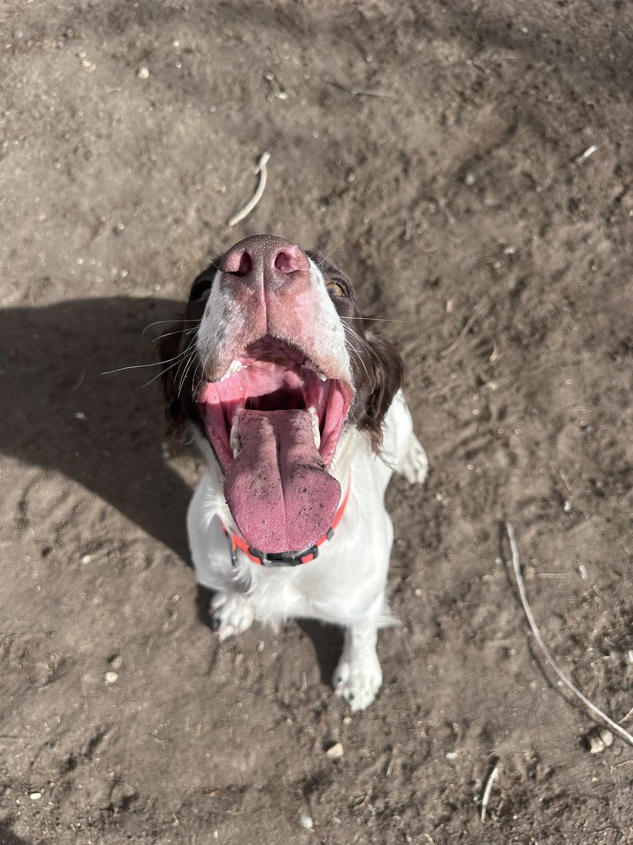 KyleLinebaugh's tweet image. Getting so big 🥺