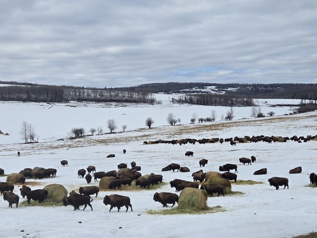 ha_koekemoer's tweet photo. Spring 2025.... 🤠🦬 #BCPeace #Ranch #CanadianBison https://t.co/v4hb7YUNis