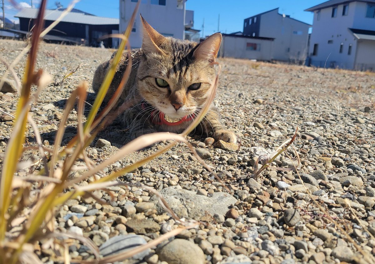 お散歩中の1コマ

何かを狙ってる狩人つな

#つなちゃん　#キジトラ
#猫のいる暮らし
#猫好きさんと繋がりたい