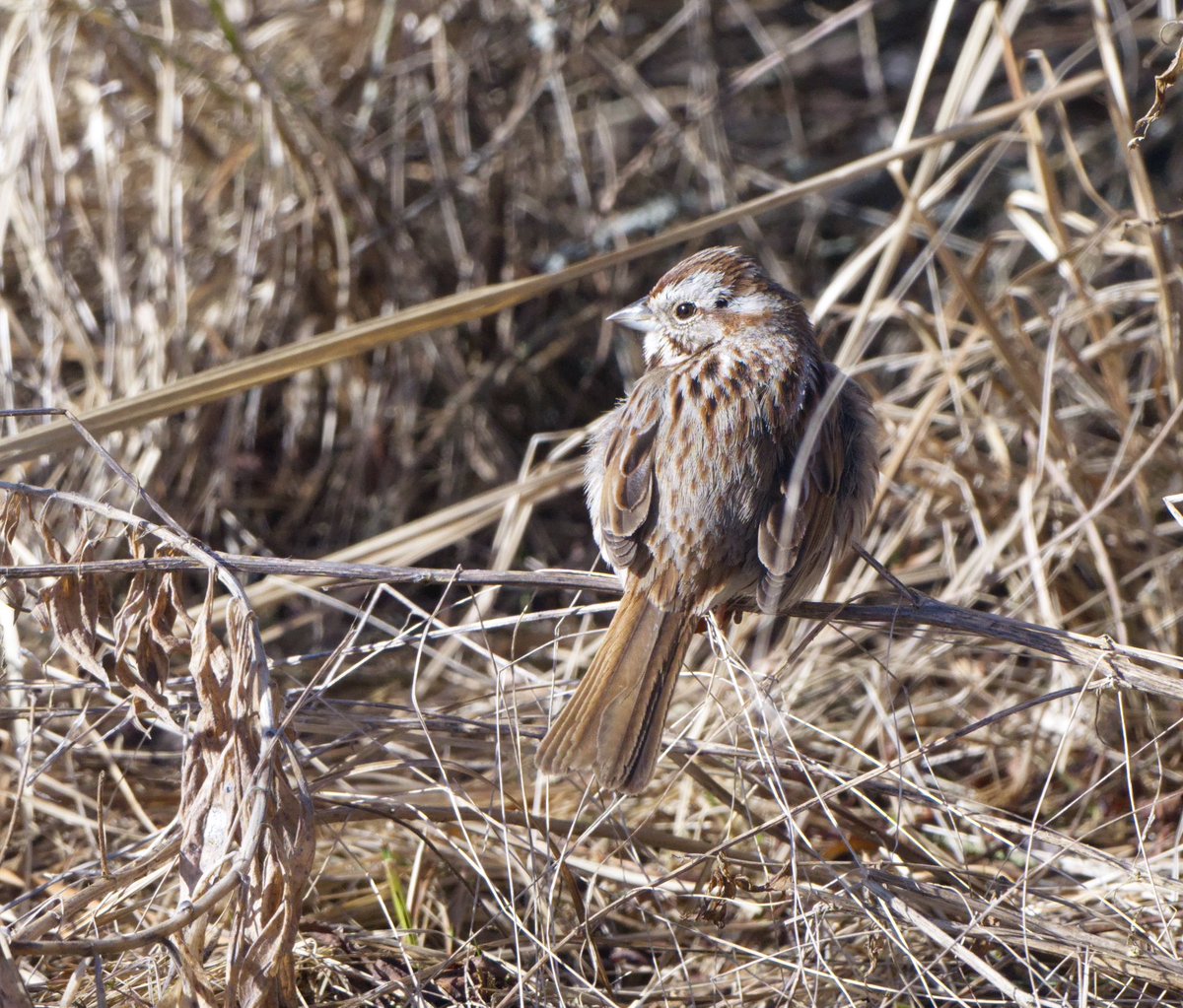 susanlynnimages's tweet image. First capture of the song sparrow this year.  

#songsparrow #bird #birdphotography #springmigration #wildlife #naturephotography #birding