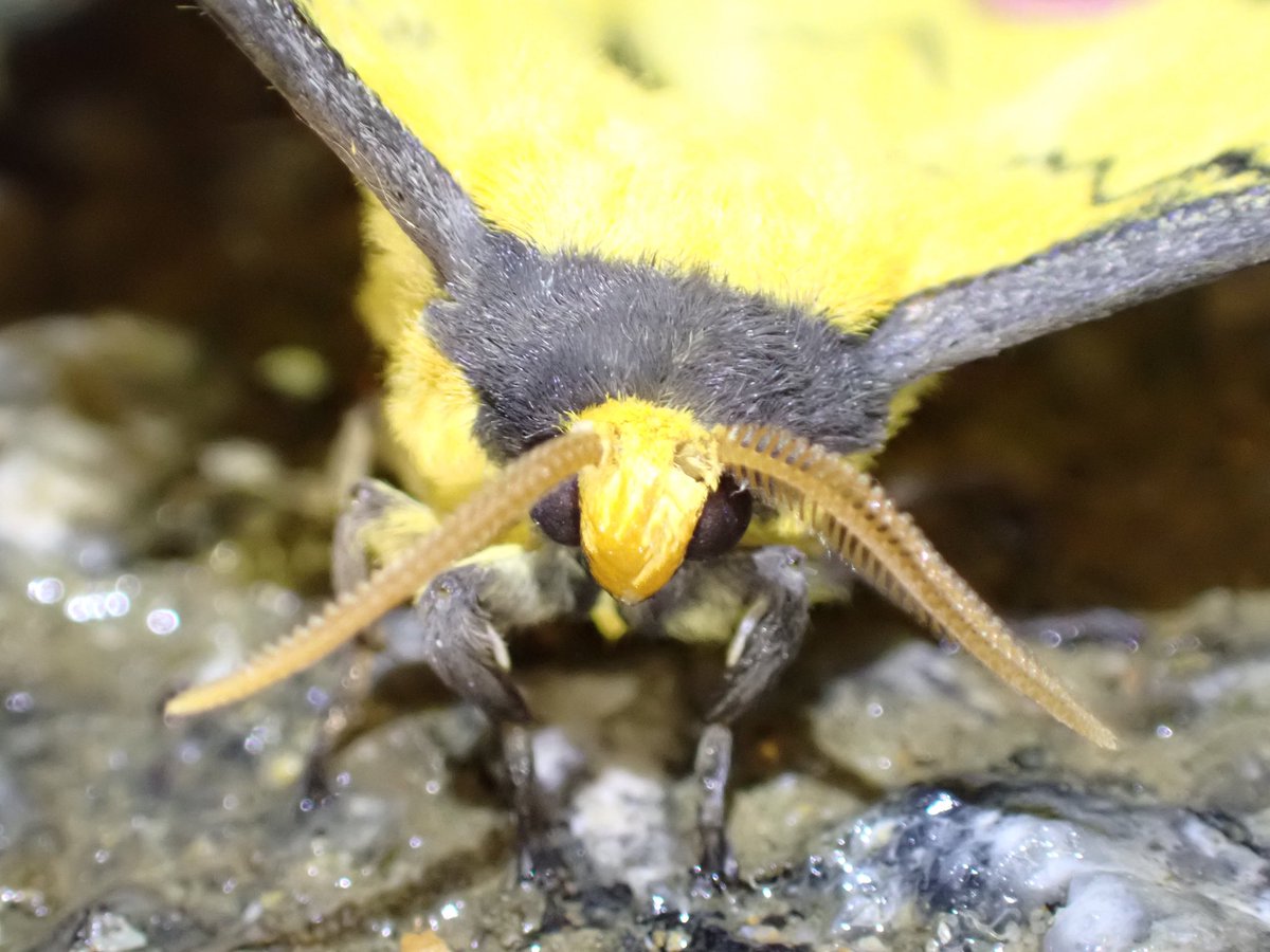 ハグルマヤママユ🤩