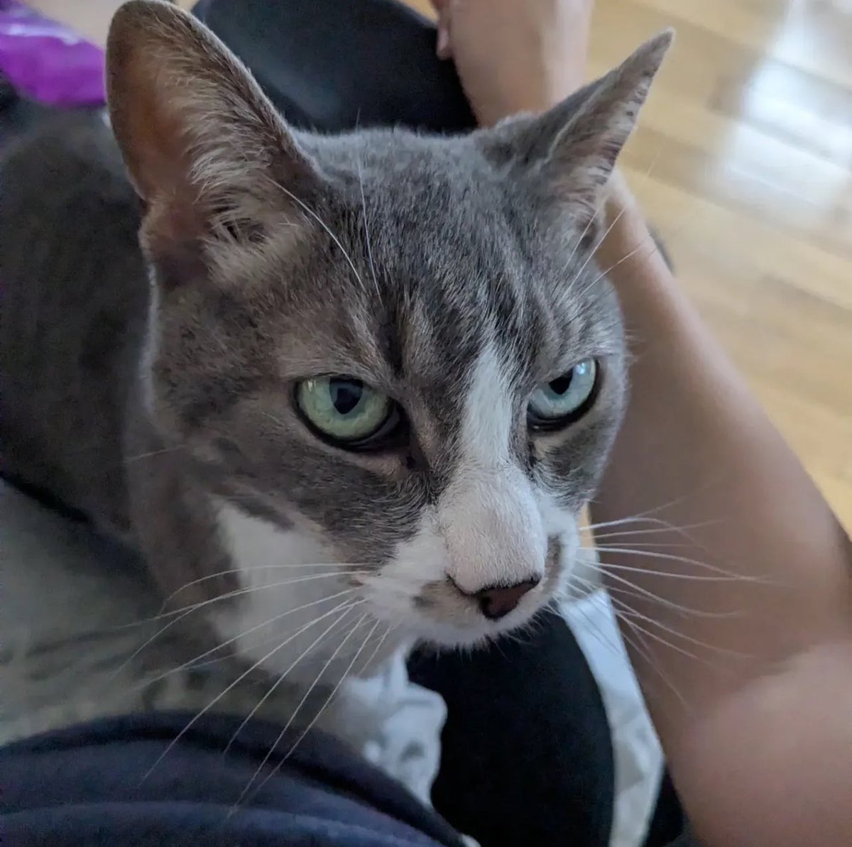 I'm Vivianne, a gentle, calm &amp; loving 10-year-old girl with tiny meows. I’m initially shy but human affection is important to me so I venture out to give my foster sweet head bumps. I love snoozing in my bed, being brushed &amp; sitting by the window.

Adopt: givemesheltersf.org/mobile/animal.…