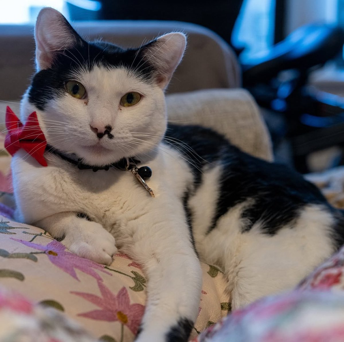 I’m Poe, a 1-year-old boy. From the moment I arrived, I was rubbing up against my foster pawrents legs and purring up a storm. In the evenings, my favorite thing to do is curl up next to you and let my purr motor roar. I’m playful too.

Adopt: givemesheltersf.org/mobile/animal.…