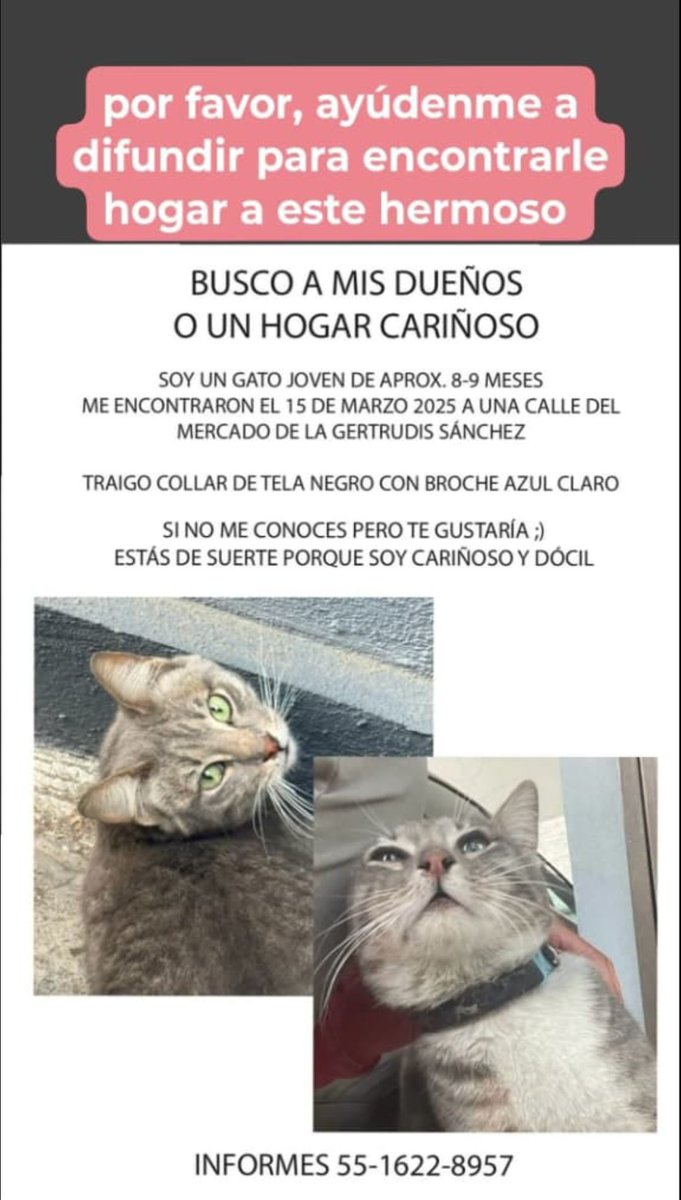 AninaAnel's tweet photo. Buenas noches comunidad, mi amigo tiene resguardado a este pequeño. Es un gatito que trae collar pero placa no :c, buscamos a sus dueños o un lugar cariñoso que quiera adoptarlo.
¿Me ayudan a difundir?Muchas gracias🆘😺🙏🏻 #gatoextraviado #cdmx #catlover @LordGatus @MascotasSismo https://t.co/6FkFsCi6DR