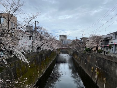 中板橋付近の桜の様子を毎日お届けします！
 
【2025年 #なかいたさくら便り】3月28日の桜
 
只今さくらさん続々と開花中！！　(*゜▽゜)　ぅきぅき.+゜

なかいた さくらブログ
nakaita.com/sakura/
 
#さくら #sakura #中板橋 #石神井川 #桜 #桜祭り #花見