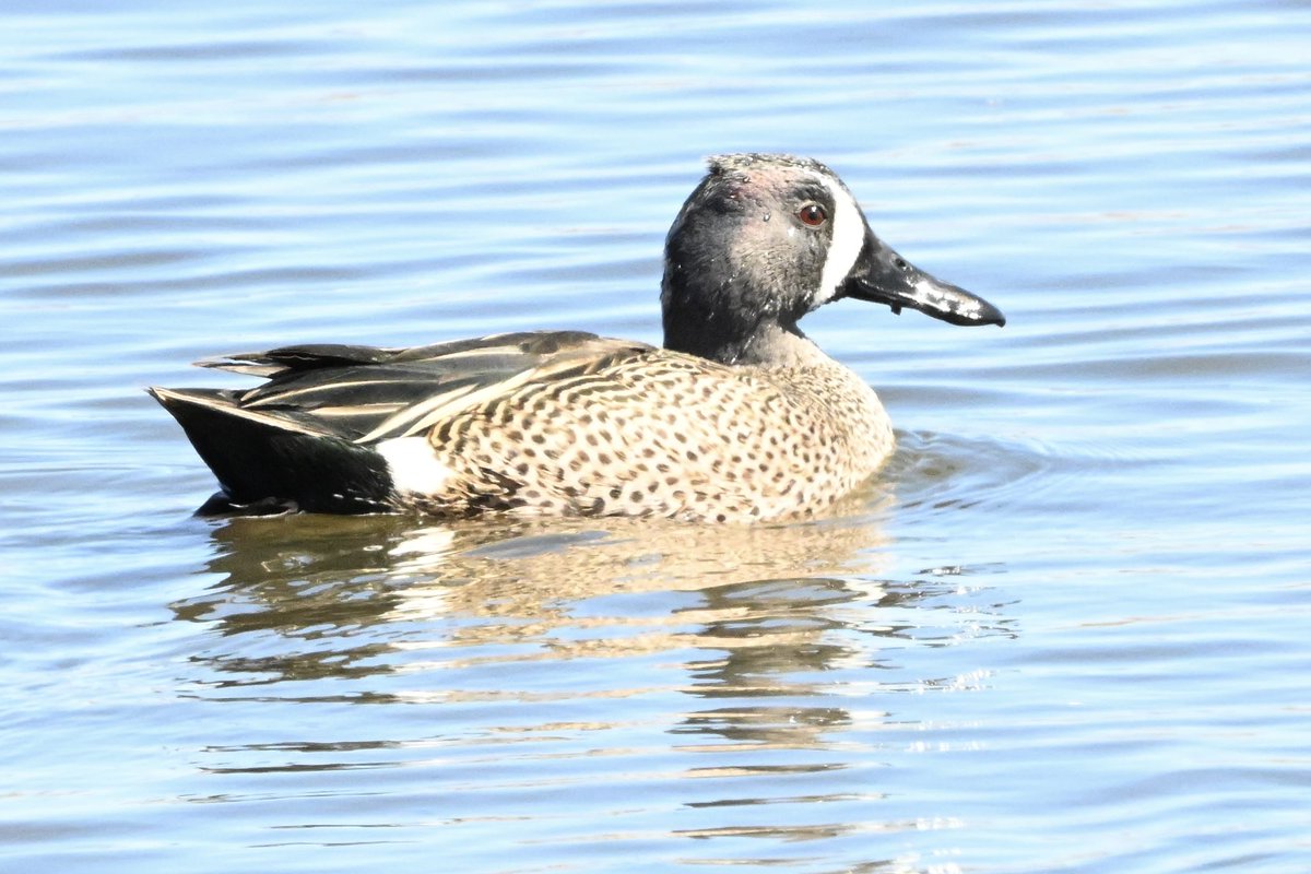 ell_enR's tweet photo. Blue-winged Teal visiting the Meadowlands!
Northern NJ
3/27/25
#bluewingedteal #duck #ducks #ducklover #ducklovers #duckphotography #duckphotographer #duckphoto #birdphotography #birdphotographer #birdsseenin2025 #birdlover #NaturePhotography #NatureLovers #naturephotographer https://t.co/aEnI5EMpVu