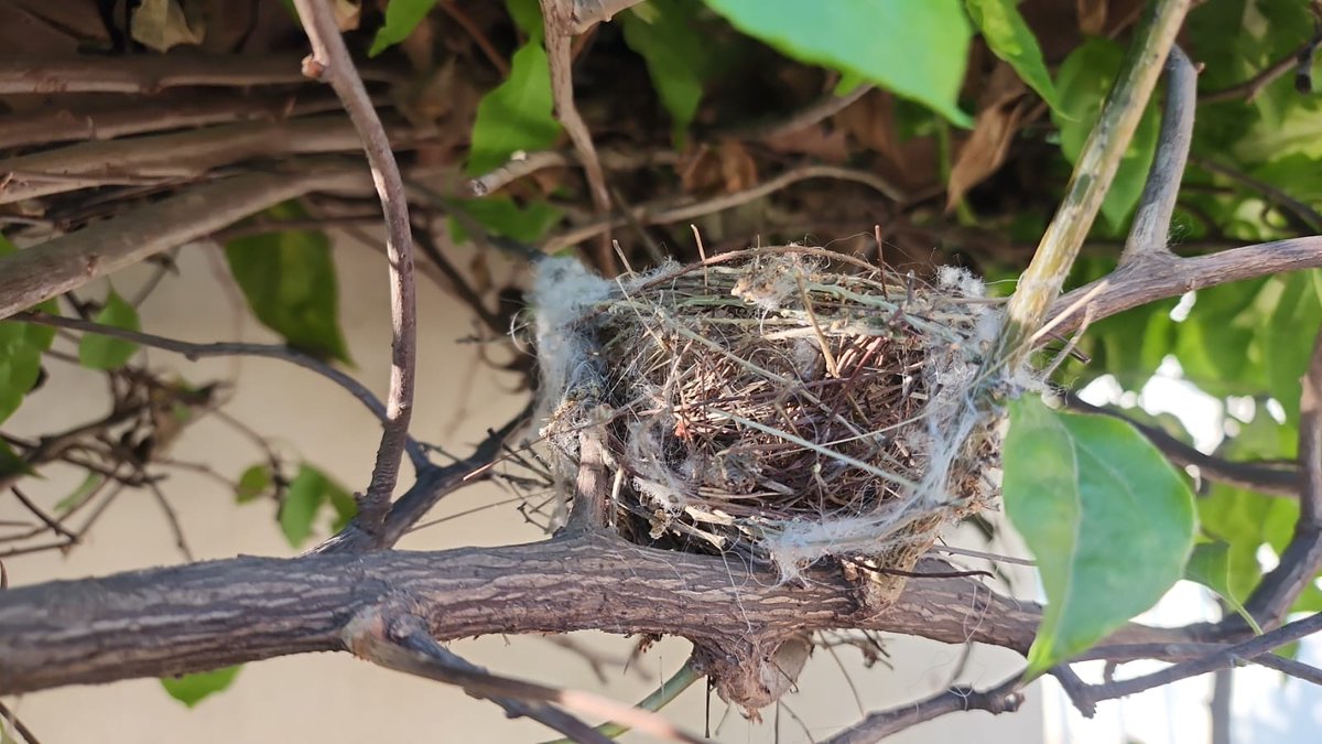 आंगन में घोंसला 
#goodmorning #FridayVibes <a href="/DChaurasia2312/">Deepak Chaurasia</a>
<a href="/rajneesh4n/">Rajneesh Agrawal</a> <a href="/shubhjournalist/">Shubham Gupta</a> <a href="/drhiteshbajpai/">Dr.Hitesh Bajpai MBBS, MD</a>