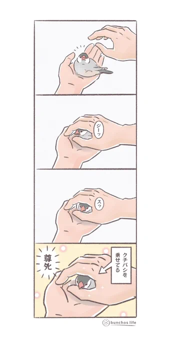 何気ない仕草に悶絶ッ
#文鳥 
#4コマ漫画 