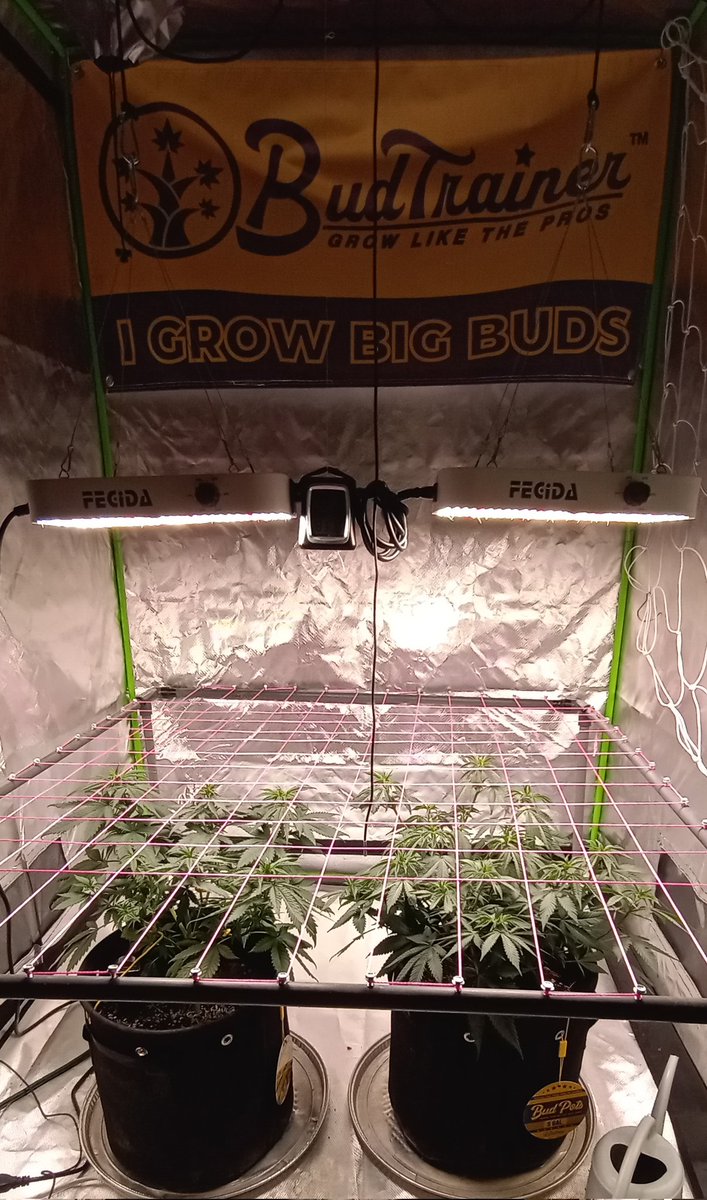 SDSCROG's tweet photo. got the scrog screen strung up.
Black Sugar and Peyote Gorilla from @SeedsmanSeeds
#myacgrow #scrognation
#growyourown https://t.co/jtH7aiUim0