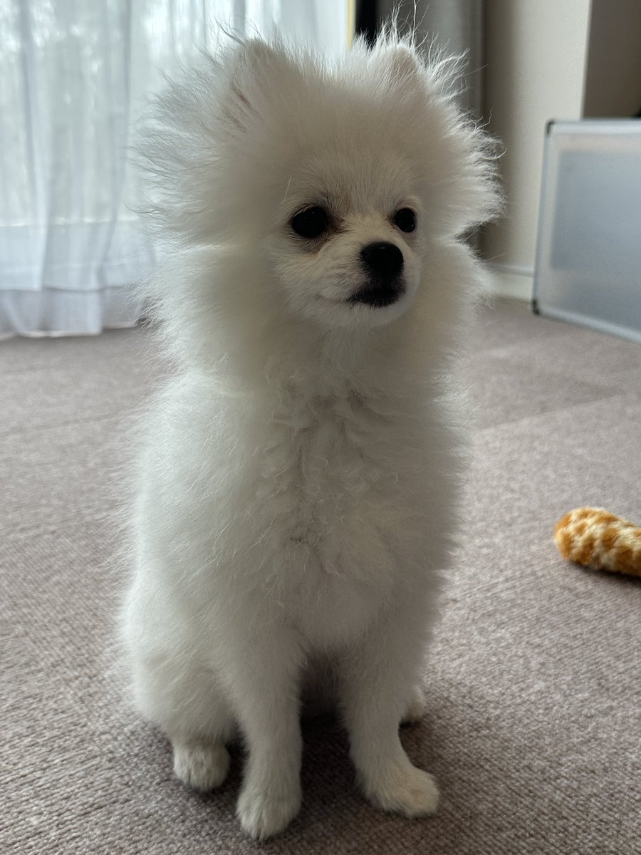 まだまだお猿
毛はチリチリ
#ポメラニアン #犬のいる暮らし #子犬