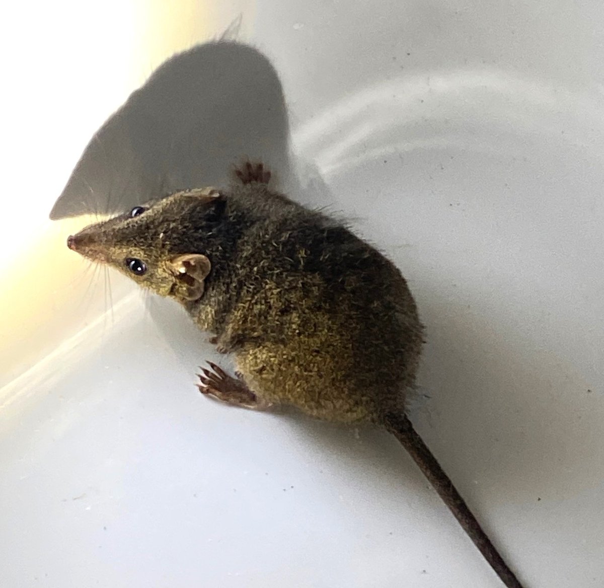gregrobertsqld's tweet image. Two rarely seen Australian #marsupials last week in NSW #wildoz #mammals Eastern Pygmy #Possum &amp;amp; Brown Antechinus . More: sunshinecoastbirds.blogspot.com/2025/03/nsw-ro…