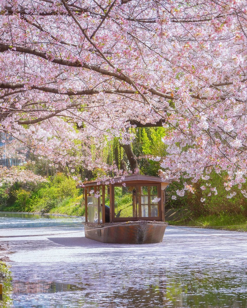 JapanTravel's tweet photo. Cherry blossom season is finally here! Here are some of our favorite spots in #Japan:

🌸 Himeji Castle, Himeji
🌸 Ryuganbuchi, Fuji
🌸 Fushimi Jikkoku-bune Boat, Kyoto
🌸 Inokashira Park, Tokyo https://t.co/5ixcl1gTUz