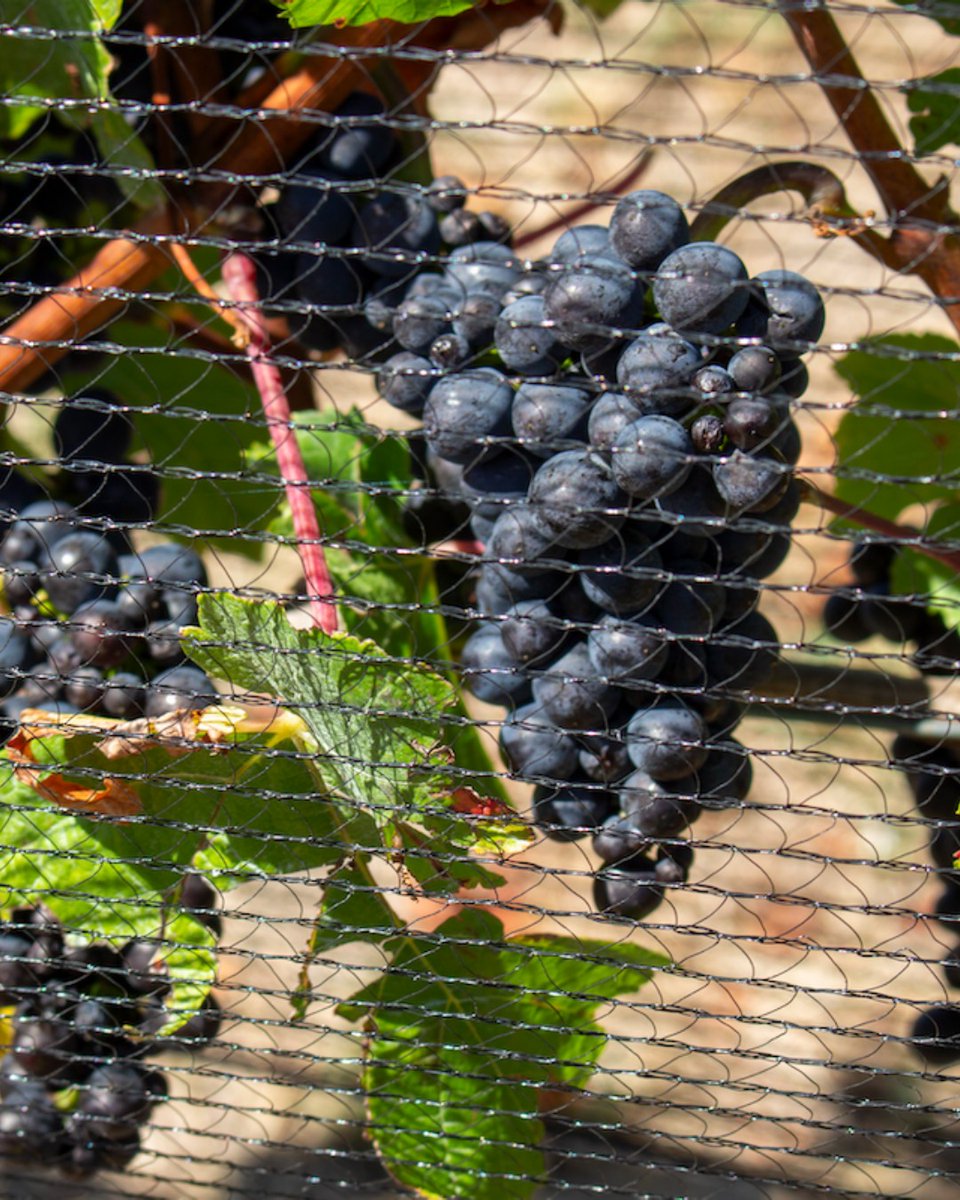 DeltaEstates's tweet image. Our 2025 Pinot Noir harvest is complete! The fruit is now fermenting in tank and barrel, and Heather and the team eagerly anticipate the results of an exceptional, warm Marlborough growing season.