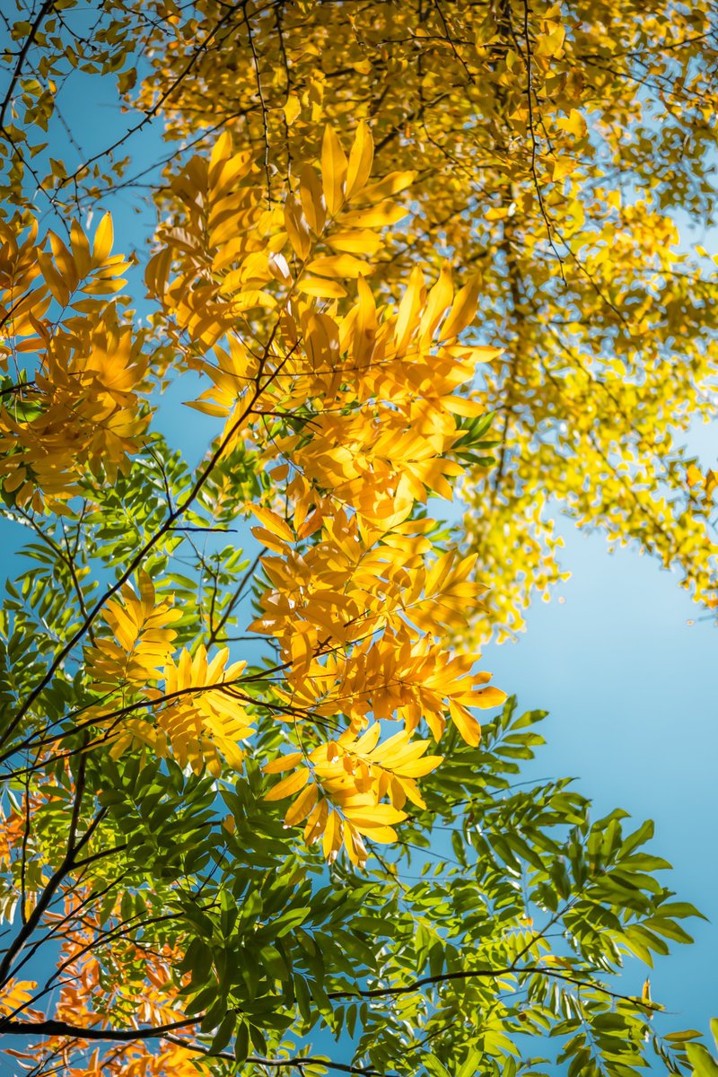 ViltroxOfficial's tweet photo. #Sampleimages AF 35mm F1.7 Z is lightweight to carry outside to record spring scenery.🩵📷
Shot by @欢乐宋
#viltrox #viltrox35mmf17 #viltrox35air #carrylesscapturemore #cameralens #cameragear #photographygear #photography #landscapephotography #landscapelovers https://t.co/sVqQLmKhW8