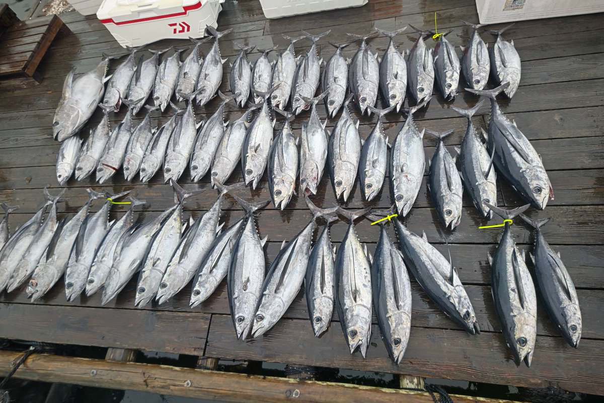 n_elfi_r's tweet image. この前のトンジギ、船酔いからの、9本釣って8バラシの1鮫切れ🥹
竿柔らかくて合わせきれなく凄く悔しい🥲
自己最高記録更新したけど悔いが残る釣行でした。
後貰った川🐟
次はバラシないようにしたい🥹