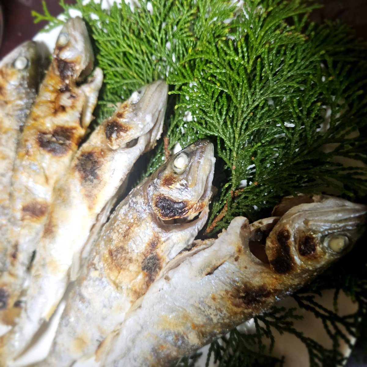 n_elfi_r's tweet image. この前のトンジギ、船酔いからの、9本釣って8バラシの1鮫切れ🥹
竿柔らかくて合わせきれなく凄く悔しい🥲
自己最高記録更新したけど悔いが残る釣行でした。
後貰った川🐟
次はバラシないようにしたい🥹