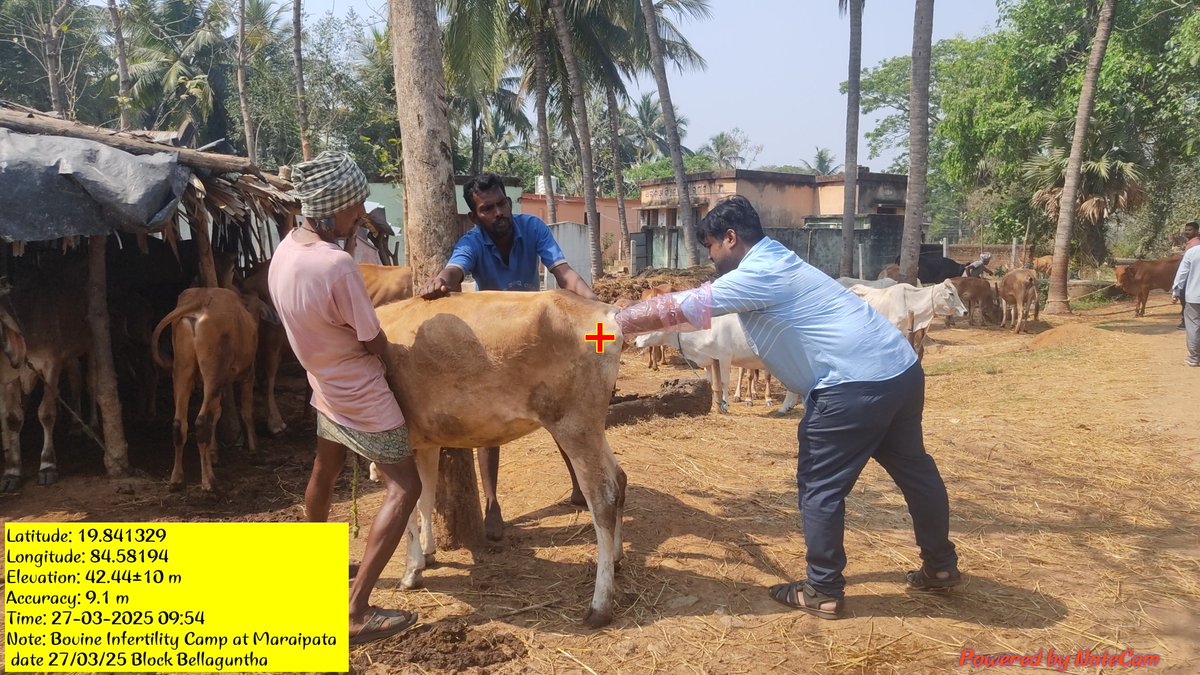 DrAbinashS49218's tweet photo. Bovine Infertility Camp at Maraipata under VD Gangapur block Bellaguntha dist Ganjam.
.
.
.#ovsa #OdishaCM #Vetlife #Govt #duty #ganjam https://t.co/KkkuujpgCj