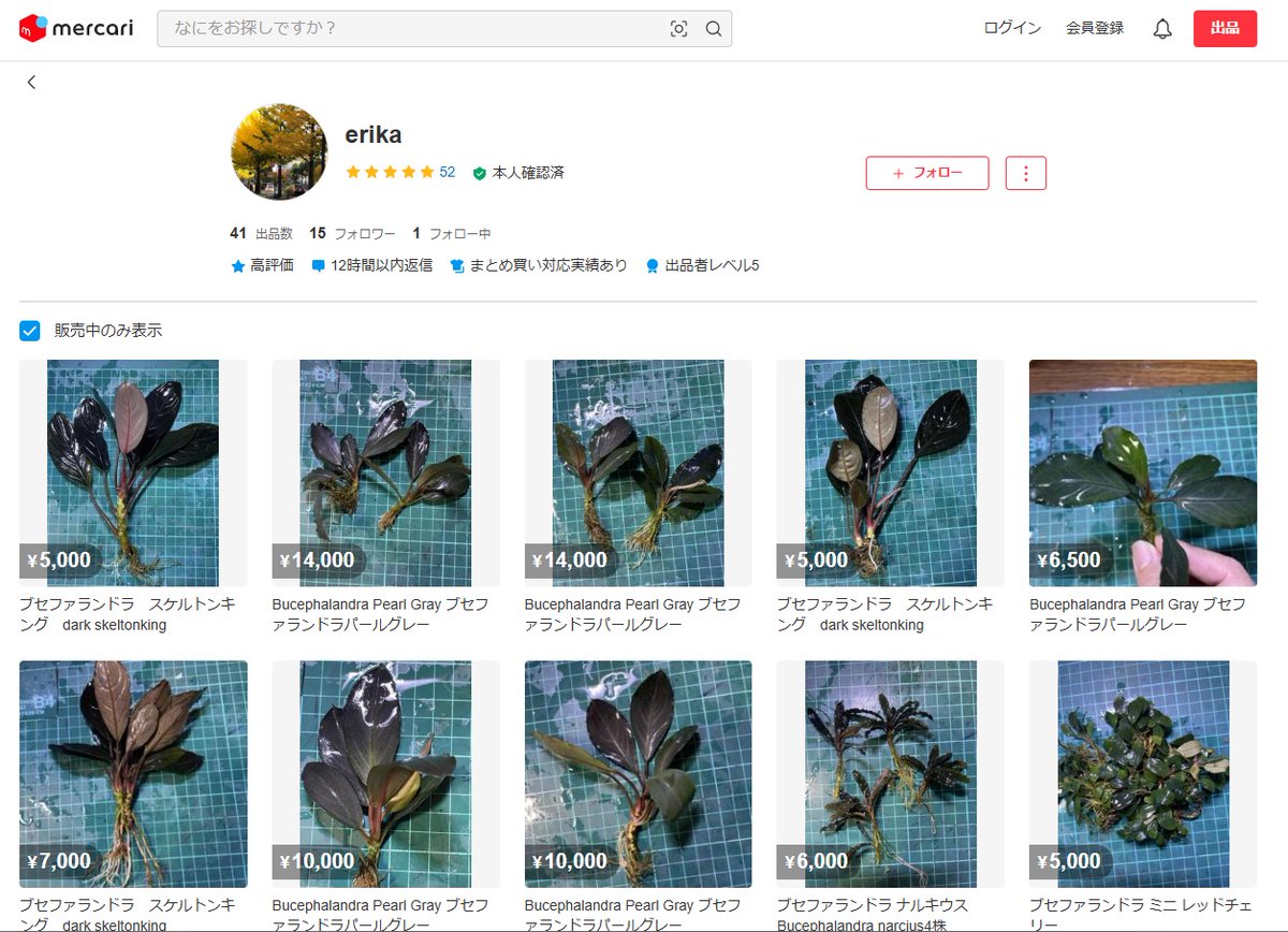 Lequio Aqua (@rainforest_098) / X