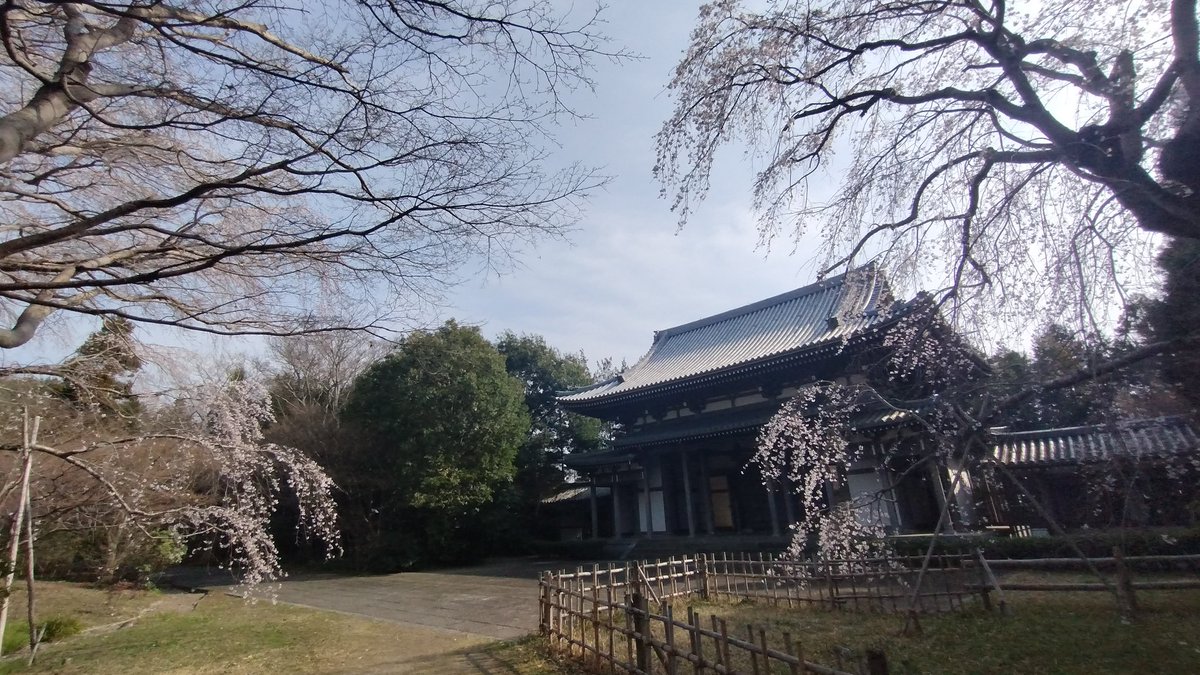 mnru08151's tweet photo. 龍ヶ崎市…枝垂れ桜·先日
根町·般若院…樹齢400年以上
若柴町·正信寺…人知れず? https://t.co/Tp28wkbQWK