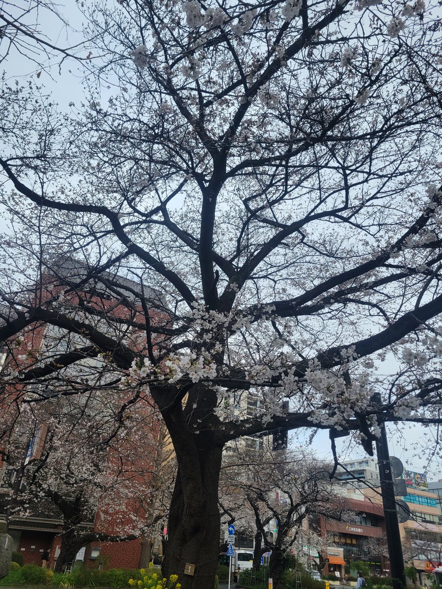Kunikou_act's tweet photo. 大学通りの桜も徐々に咲き始めました。今年は入学式頃ちょうど満開になりそうですね！
さぁ、そんな中最後の稽古を終え、桜美林大学へと向かっております。
本日から2日間多摩南地区春の演劇フェスティバル開幕です！
国高は明日3/29の14:10開演です！
ぜひお越しください！ https://t.co/z0XTn3sghH
