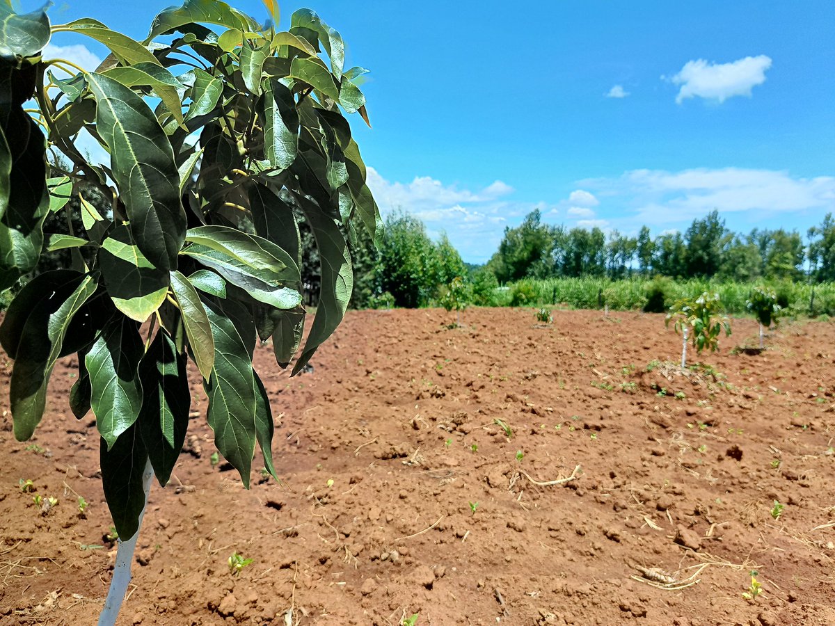 Mynzagric254 tweet media