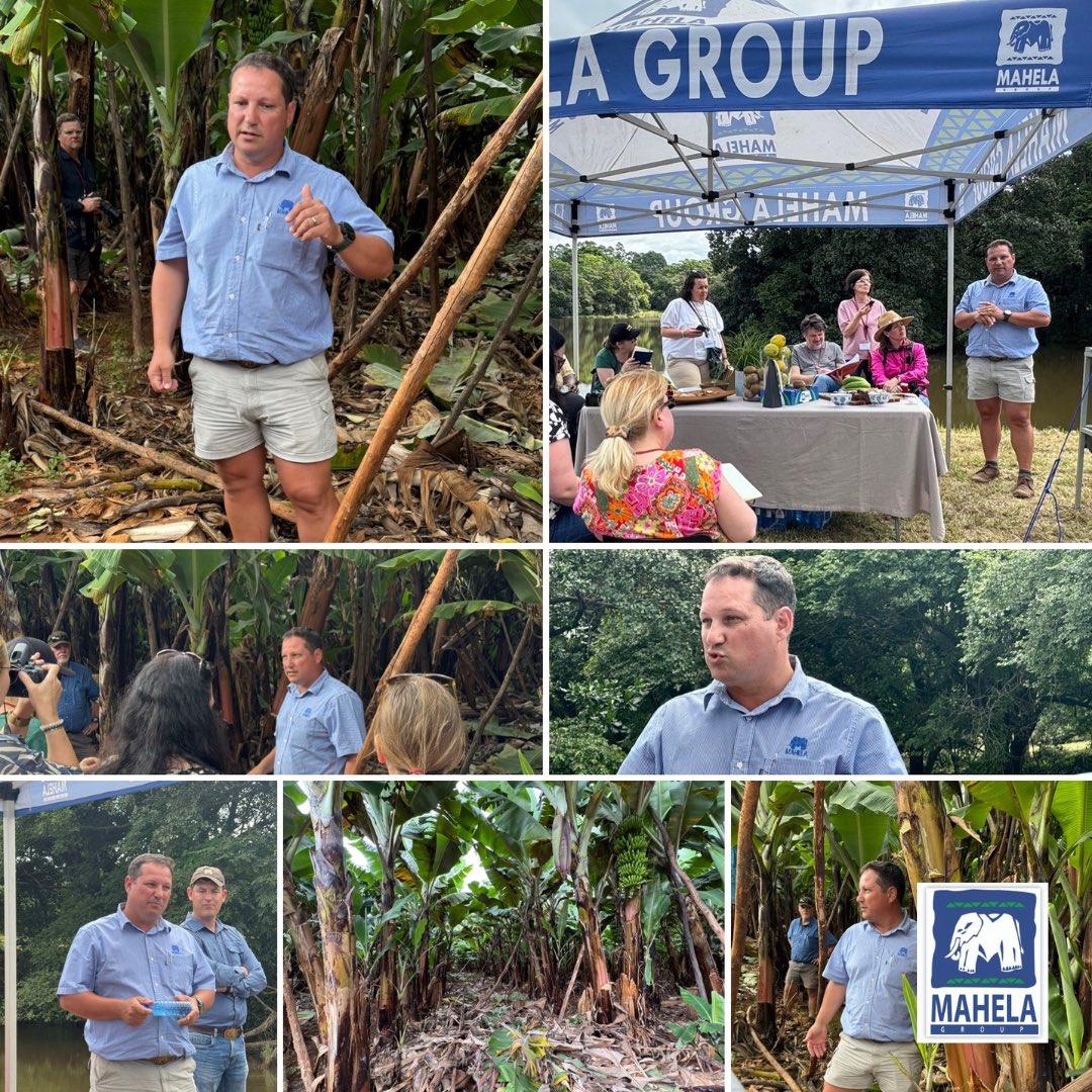 Mahela_Group's tweet photo. Explaining subtropical fruit farming to members of the #IFAJ during their farm tour, is Francois Vorster Director Subtropical Fruit and Game at Mahela Group. Mahela is one of the few banana producers in South Africa.
#MahelaGroup #mahelaboerdery #farmingwithnature #mahelabananas https://t.co/KmVyCukNWa