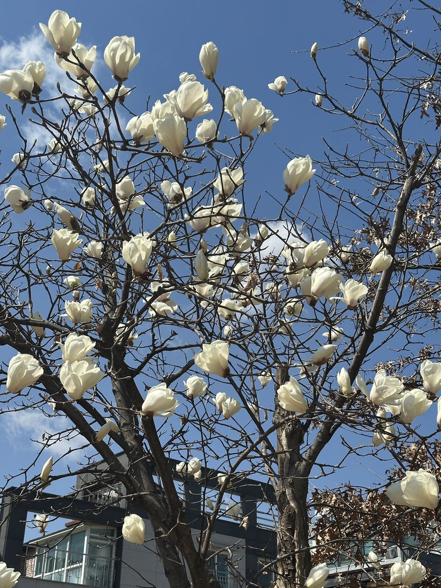 꽃이 더 활짝 피었네용