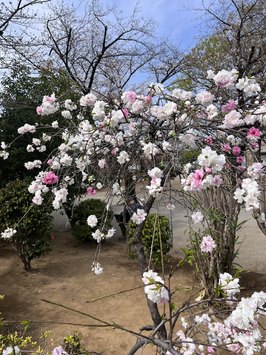 夏日が続く今日この頃。
近くの公園で、#源平しだれ桃 が咲いてました。2色の花が混じり可愛らしいです。

#企業公式
#金属探知機レンタル
#X線検査機レンタル