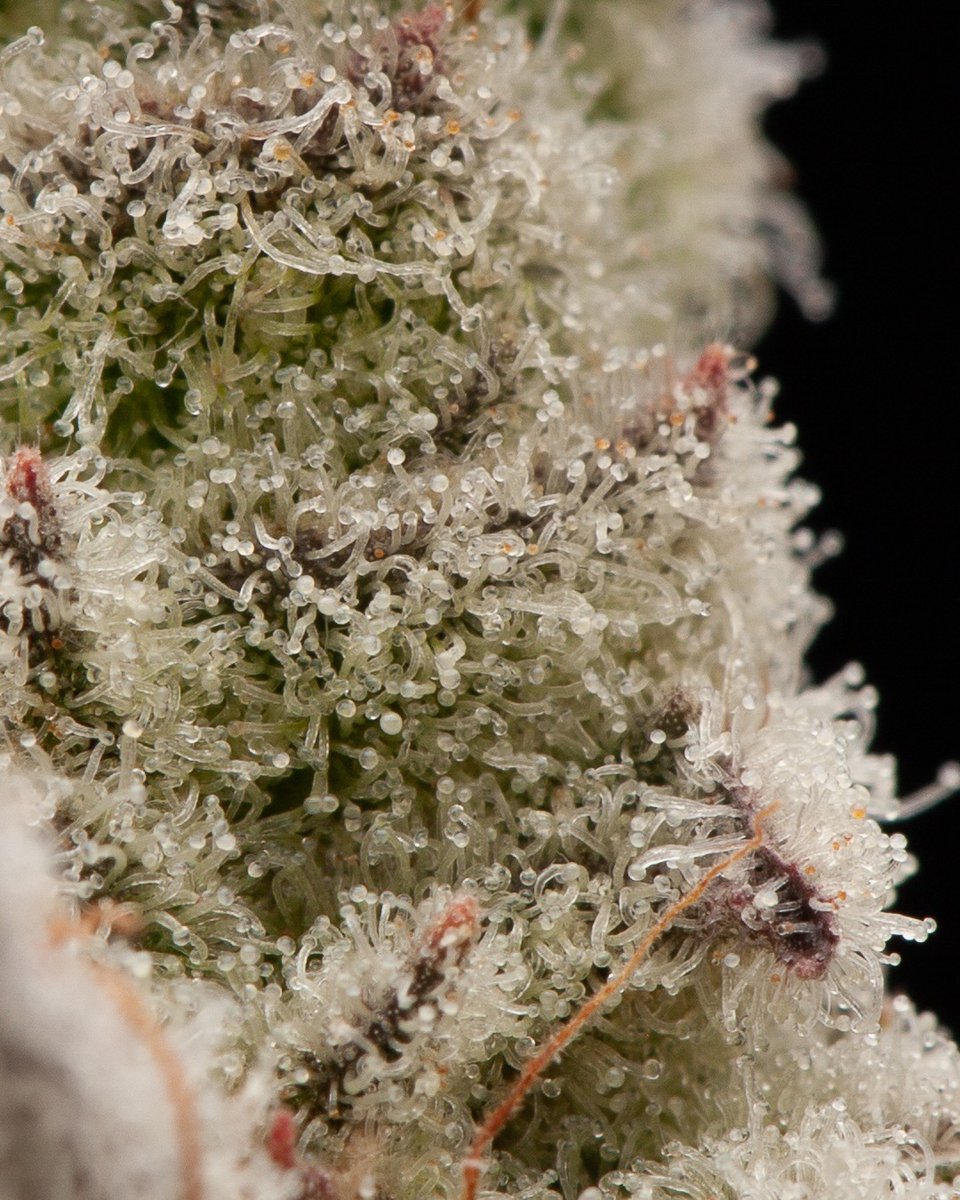 TFPatron's tweet image. Trichome Porn. Close up of Frozen Abyss by Square One Genetics. Getting the chop in a couple days. 🪓 #trichome #weed #stickyicky