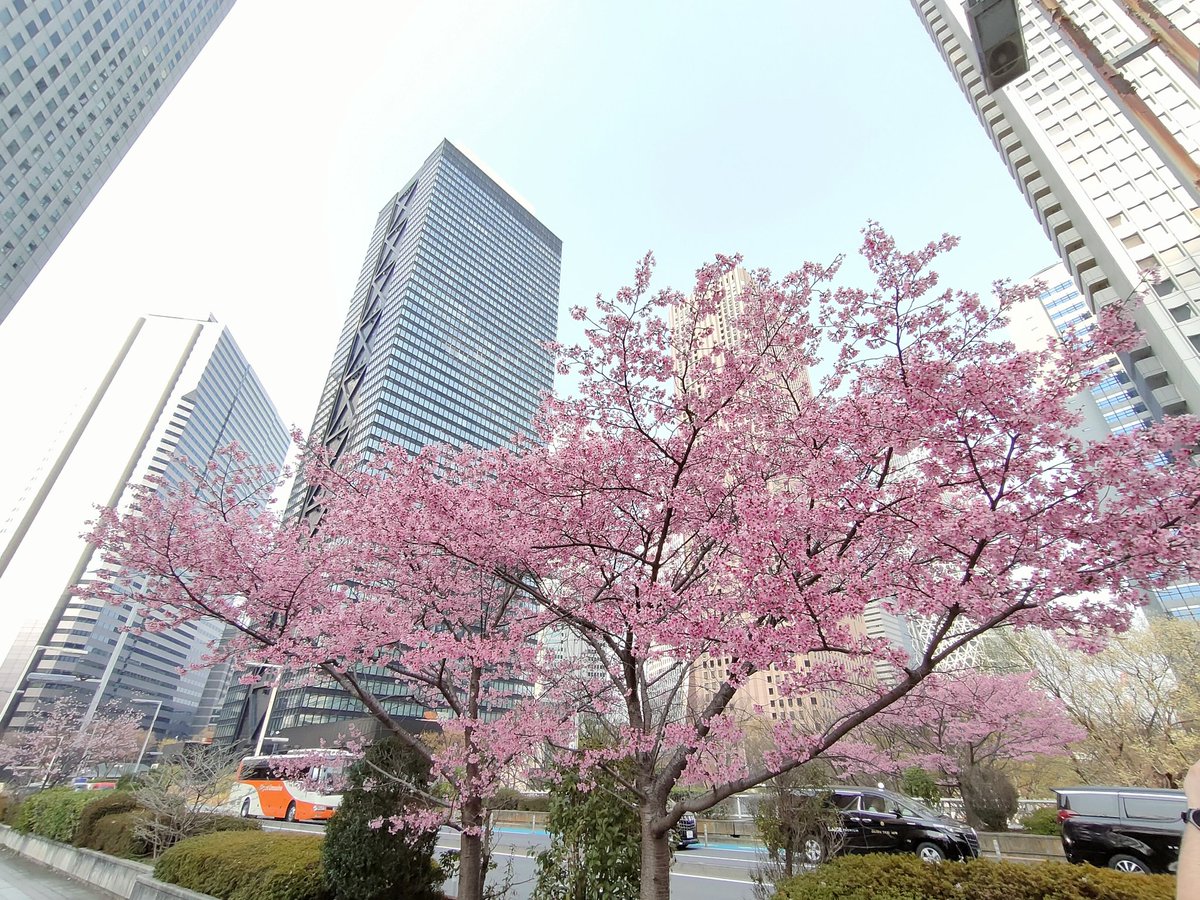 heritage_z's tweet photo. 新宿の桜🌸 https://t.co/PixvwRFcCe
