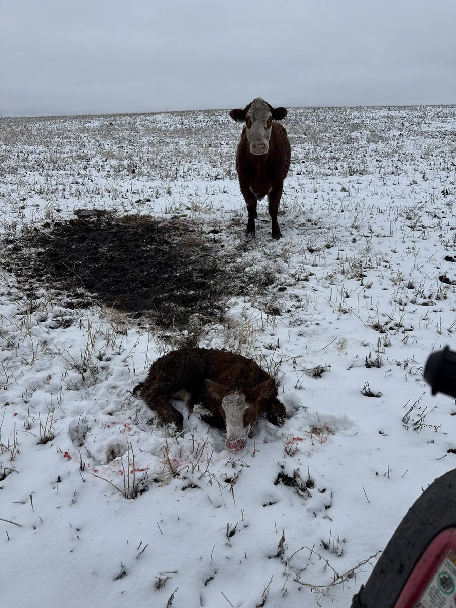Less than ideal calving conditions but they are now warm &amp; dry in the barn