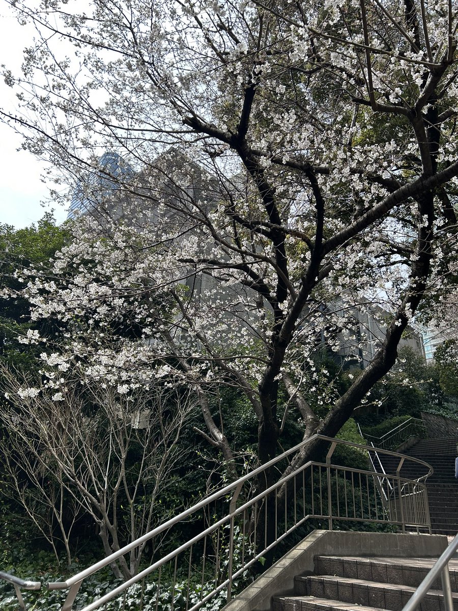 仕事の用事で久しぶりに東京タワー付近へ🗼雨予報だったけど今のところ止んでるので助かったー😊桜も咲いてます🌸この辺りだいぶ変わったのね〜♪
